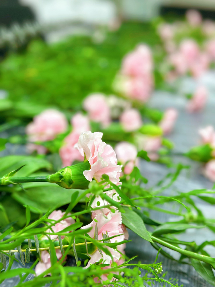 三八婦女節丨祝福所有女人：愿你笑靨如花，一生不減芳華！